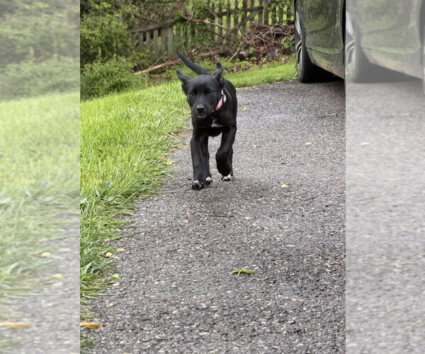 Medium Photo #4 Labsky Puppy For Sale in Springdale, PA, USA