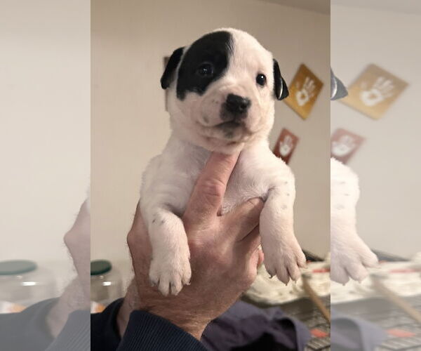 Medium Photo #1 American Pit Bull Terrier-German Shepherd Dog Mix Puppy For Sale in Stephens City, VA, USA