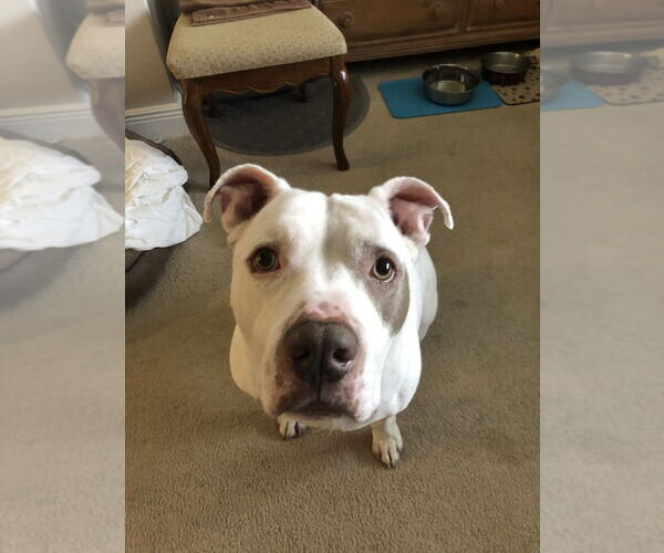 Medium Photo #2 American Staffordshire Terrier Puppy For Sale in West Palm Beach, FL, USA