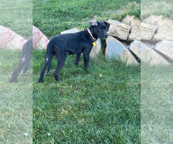 Medium Photo #7 Labrador Retriever-Unknown Mix Puppy For Sale in Sandy, UT, USA