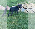 Small Photo #7 Labrador Retriever-Unknown Mix Puppy For Sale in Sandy, UT, USA