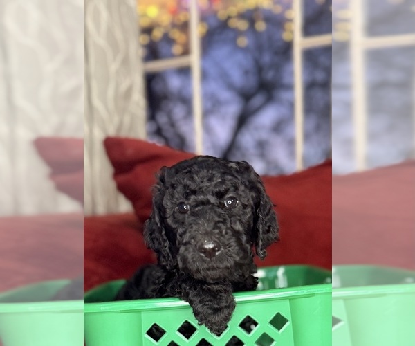 Medium Photo #3 Labradoodle mix (+ Poodle Standard) Puppy For Sale in MOKELUMNE HILL, CA, USA