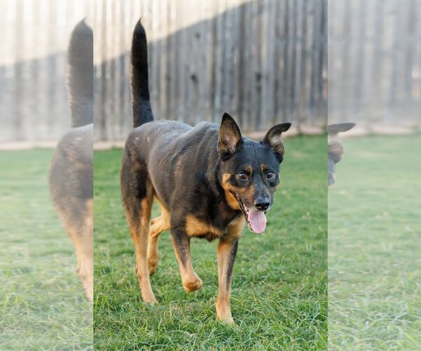 Medium Photo #10 Shepweiller Puppy For Sale in McKinney, TX, USA