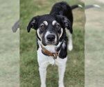 Small #3 Anatolian Shepherd Mix