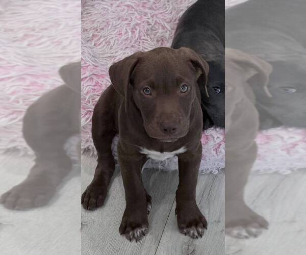 Medium Photo #2  Puppy For Sale in , 