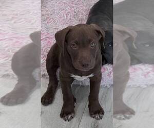 Labrador Retriever-Unknown Mix Dogs for adoption in Oakland Park , FL, USA