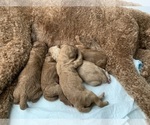Small #44 Goldendoodle