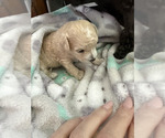 Buttercup - Female Poodle (Toy) Puppy for Sale - Photo #3