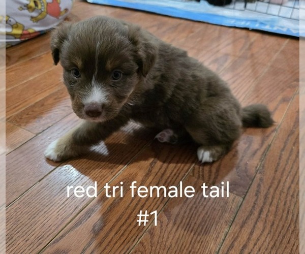 Medium Photo #1 Australian Shepherd Puppy For Sale in PRINCETON, IN, USA