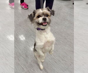 Shih Tzu Dogs for adoption in GILBERTS, IL, USA