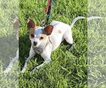 Small Chihuahua Mix
