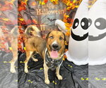 Remington - Male Labrador Retriever-Unknown Mix Dog for Adoption - Small photo