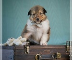 Small Photo #3 Collie Puppy For Sale in PILOT, VA, USA