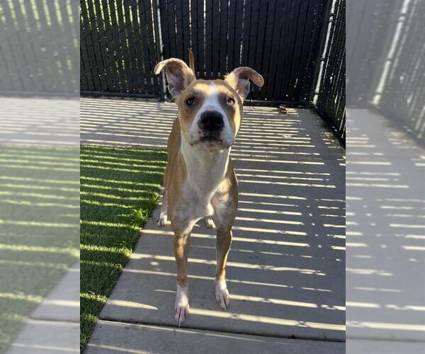Medium Photo #2 American Pit Bull Terrier-Unknown Mix Puppy For Sale in Elk Grove, CA, USA