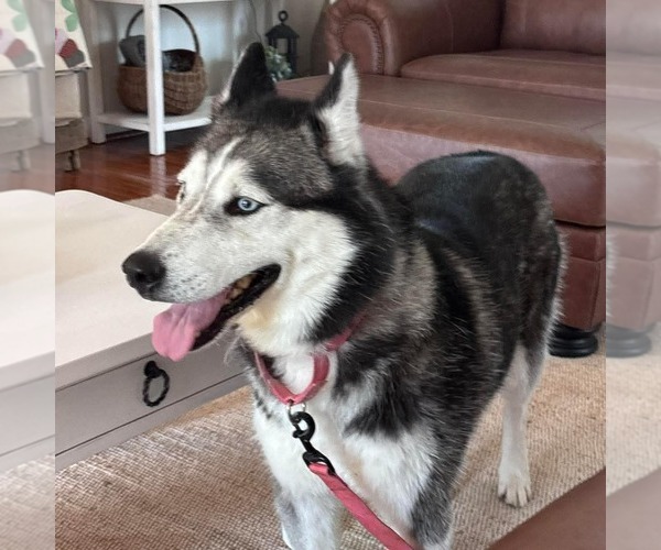Medium Photo #2 Siberian Husky Puppy For Sale in Rustburg, VA, USA