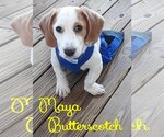 Small Photo #51 Basschshund Puppy For Sale in San Antonio, TX, USA