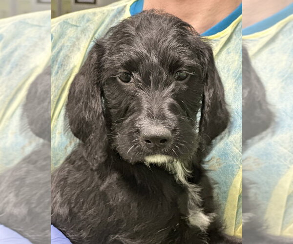 Medium Photo #1 Mutt Puppy For Sale in Elmsford, NY, USA