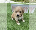 Small Photo #2 Goldendoodle (Miniature) Puppy For Sale in PORT CHARLOTTE, FL, USA