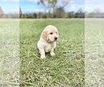 Small Photo #21 Golden Retriever Puppy For Sale in DOTHAN, AL, USA