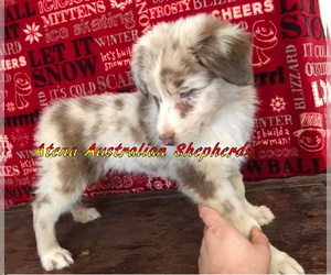 Australian Shepherd Puppy for sale in CHARLESTON, WV, USA