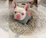 Small French Bulldog