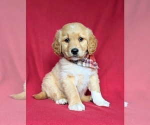 Goldendoodle Puppy for sale in CHRISTIANA, PA, USA