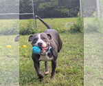 Small #15 American Staffordshire Terrier