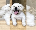 Small Photo #6 Labrador Retriever Puppy For Sale in DEVINE, TX, USA