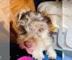 Small Photo #20 Yorkshire Terrier Puppy For Sale in LA SIERRA, CA, USA