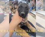 Small Photo #7 Belgian Malinois Puppy For Sale in PEYTON, CO, USA