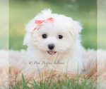 Small Photo #7 Maltese Puppy For Sale in WARSAW, IN, USA