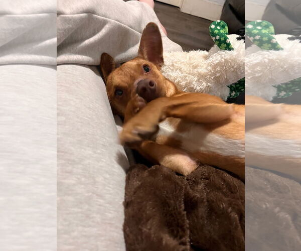 Medium Photo #4 Chihuahua Puppy For Sale in Sandy, UT, USA