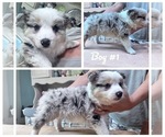 Puppy Tri blue Border Collie