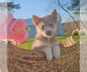 Alaskan Husky-Pomeranian Mix Puppy for sale in PAXINOS, PA, USA