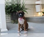 Small #2 Boxer