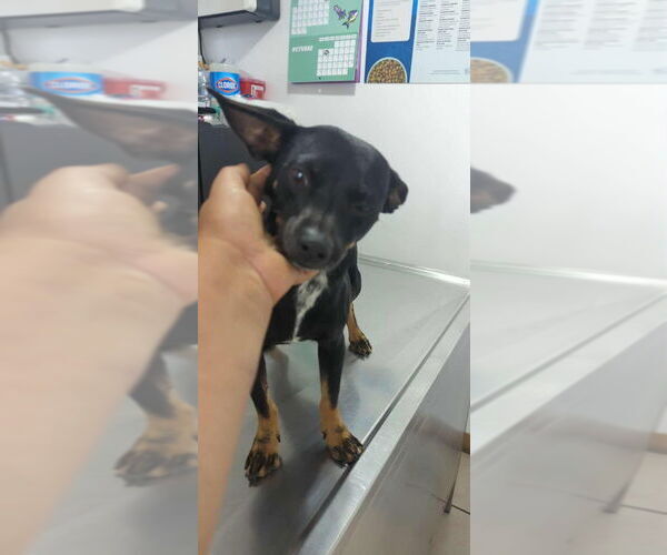 Medium Photo #2 Chipin Puppy For Sale in San Diego , CA, USA