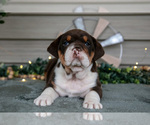 Puppy Skye Beabull
