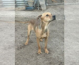 Bo - Male Mutt Dog for Adoption - Photo #3