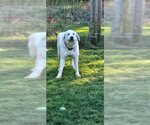 Small Great Pyrenees