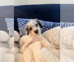 Poodle (Miniature)-Unknown Mix Dogs for adoption in Holly Springs, NC, USA