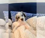 Petunia - Female Poodle (Miniature)-Unknown Mix Dog for Adoption - Small photo