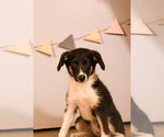 Small #1 Australian Shepherd Mix