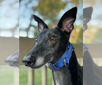 Small Greyhound