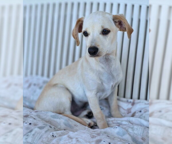 Medium Photo #3 Dachshund-Unknown Mix Puppy For Sale in Chino Hills, CA, USA