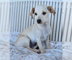 Small #2 Dachshund Mix