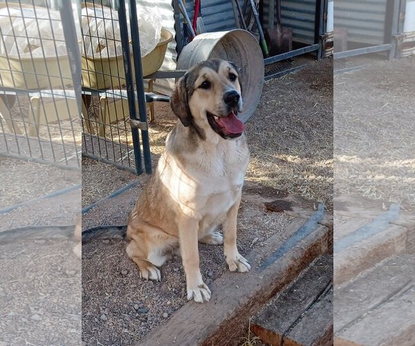 Medium Photo #2 Mutt Puppy For Sale in Golden Valley, AZ, USA