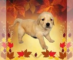 Small #7 Golden Retriever
