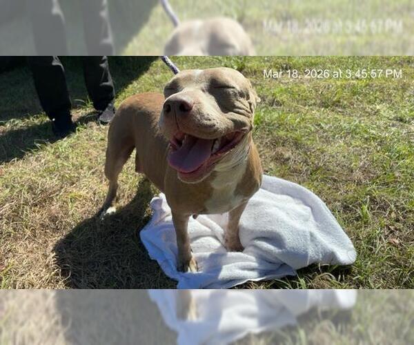 Medium Photo #1 American Pit Bull Terrier Puppy For Sale in Ocala, FL, USA
