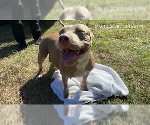 American Pit Bull Terrier Dogs for adoption in Ocala, FL, USA