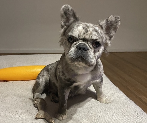 Medium Photo #1 French Bulldog Puppy For Sale in RIVERSIDE, CA, USA